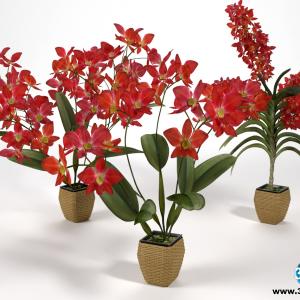 Orquídeas 4